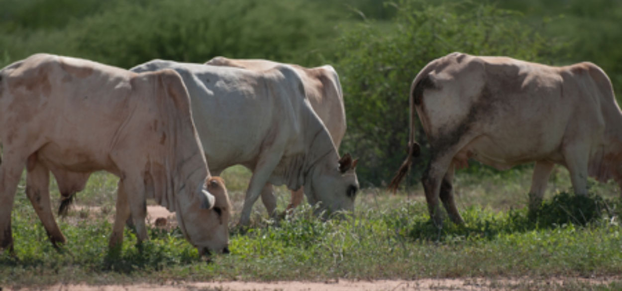 Boran cows grazing in Merti Isiolo